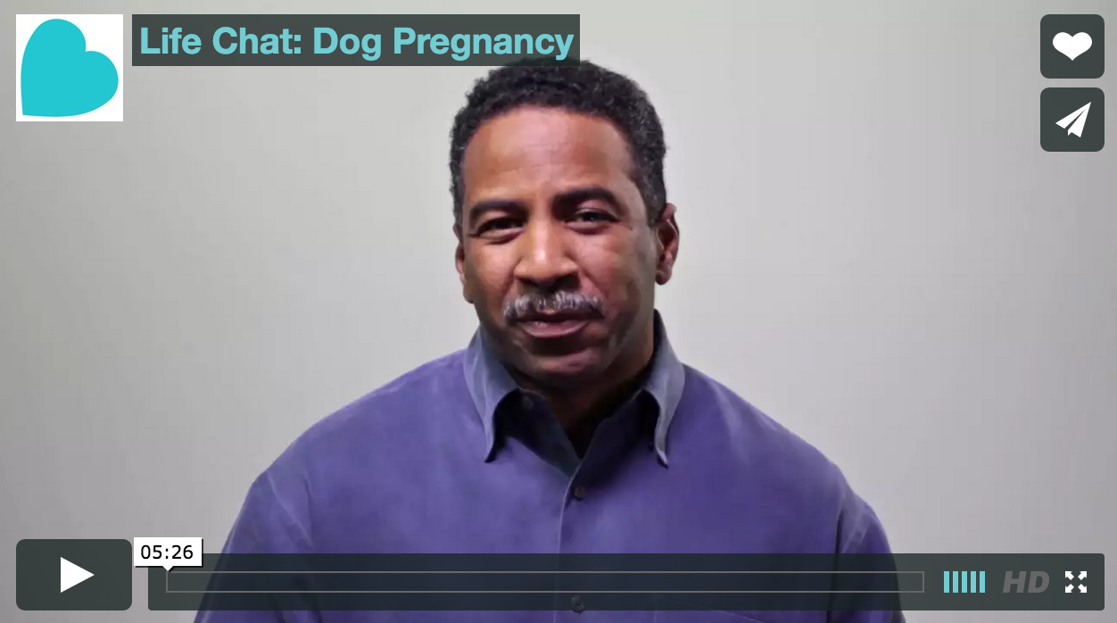 Life-Chat-Dog-Pregnancy